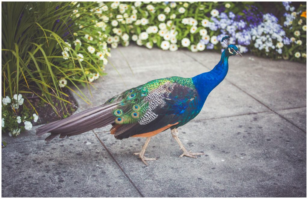 Peacock Inspired Wedding Victoria