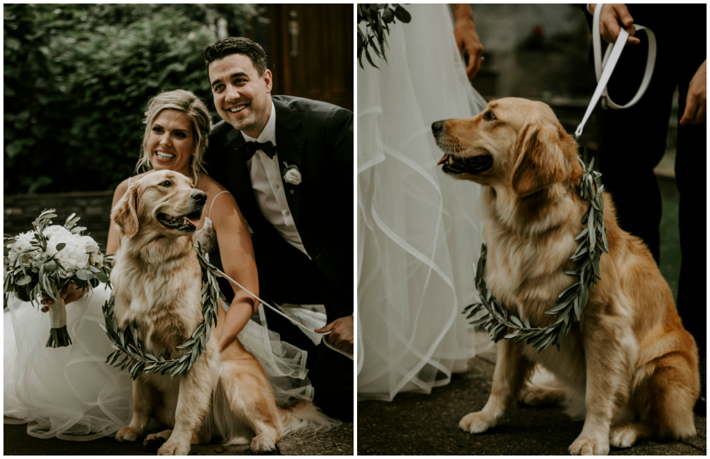 Golden Retriever Wedding Photos