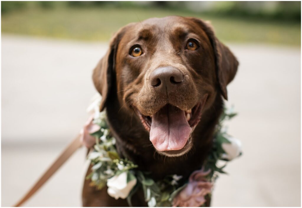 Dog floral collar