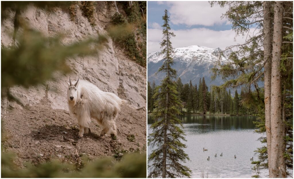 Jasper Canada wedding